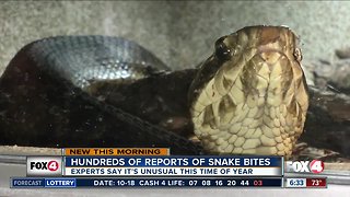 Important facts to know about snakes in Southwest Florida