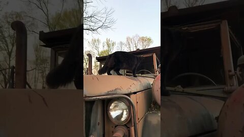 Moses on Old Army Truck #shorts #Army #cat