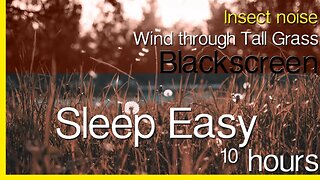 🟢 🌬 Insects, Wind Through Tall Grass | 10 HOURS | Sleep Easy | Study | Black Screen | White Noise