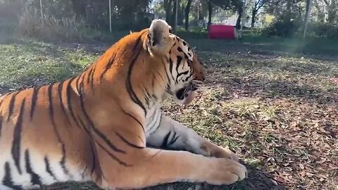 Big Cat Rescue LIVE Q&A with Brittany at Big Cat Rescue 12 28 2022- Follow along as Keeper Brittany