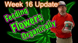 Week 2 of Flower (Week 16) - OG Kush & Bruce Banner Cannabis Grow in 2x4 Tents