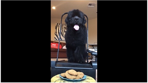 Newfoundland motivated to use treadmill for cookie reward