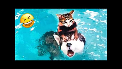 Try not to laugh Dogs and Cats 😂 - Best Funniest Animals video 2023