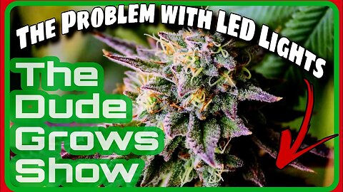 Growing Cannabis with LED Lights - The Dude Grows Show 1,430