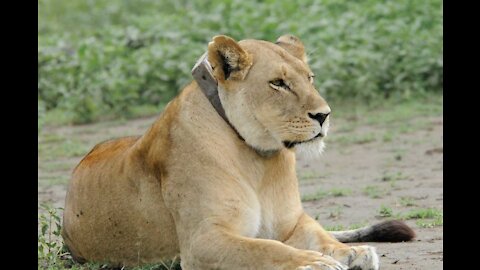 Quiet Lioness Looks Scary