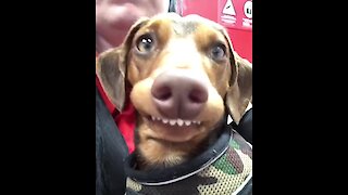 Silly doggy delivers hilariously goofy smile