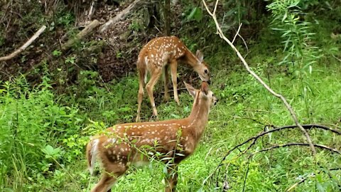 Twin fawns in the bush