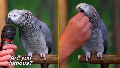 A parrot talking and imitating sounds