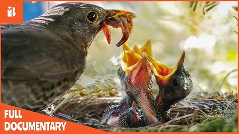The Wonderful Bond of Parent Birds with Their Beloved Babies