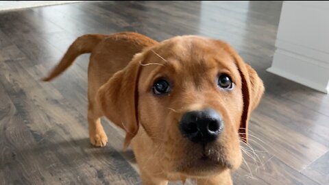 Cute puppy performs several awesome tricks