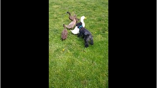 Duck family not interested in befriending dog