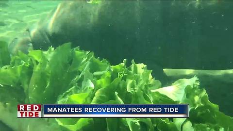 Manatees rescued from red tide recovering in Homosassa until it's safe to return home