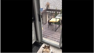 Tail-Wagging Raccoon Visits His Canine Friend