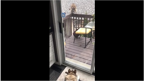 Tail-Wagging Raccoon Visits His Canine Friend