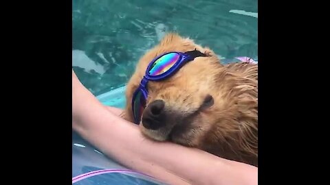 Super cool pup chills out on pool floatie
