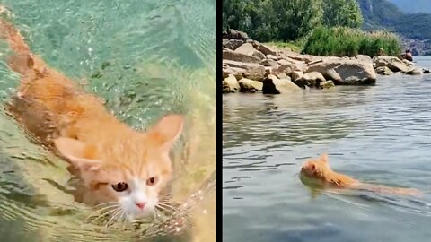 Cats are born to swim