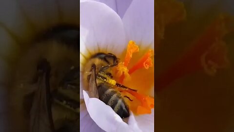 la vie de la beille❤️❤️ abonnez-vous à la chaîne univers d'apiculture si vous aimez la vidéo 🤗