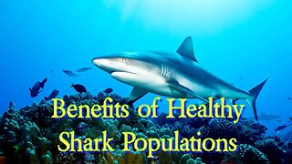 The Benefits of Healthy Shark Populations