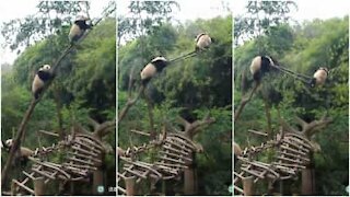 Panda cicciottello rompe l'albero inseguendo l'amico