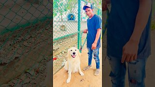 Ghostu Making Friends with Dilham Bhaiya 🐶😍 #goldenretriever #ytshorts #shortscreator #frindship