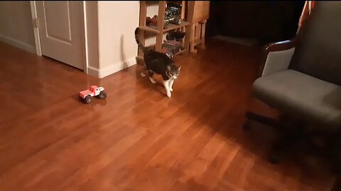 our cat isn't too big into rc cars