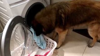 Unbelievable: Dog helps owner load washing machine