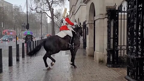 Freak rain 🌧 storm freaks out the kings guards horse #horseguardsparade