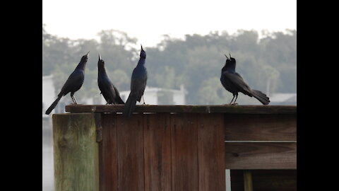 Group of Grackles Singing #NatureInYourFace