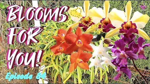 Orchid Updates | Orchid Bloom Dedications | Orchid Blooms for YOU! Episode 84 🌸🌺🌼#OrchidsinBloom