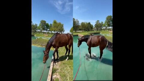 Horse swimming in the river