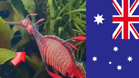 Rare creature in Australian marine life! named Marine Dragon [Mysterious]