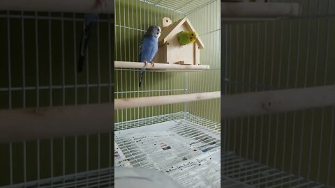 Female Budgie In Her Nesting Box 💖 #budgies #shorts #youtubeshorts #animallover #birds