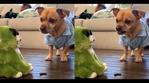 dog is mirroring the toy. But better don't steal his snack #dog #dogvideo #funnydog #funnydogvideos