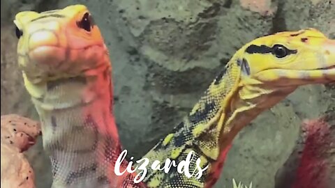 Monitor lizards eating at the reptile zoo