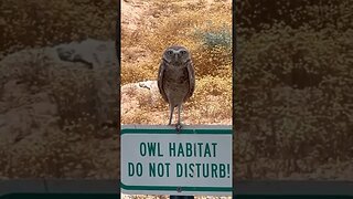 🦉- “Don’t make me repeat myself” #youtube #shorts #owl #animals