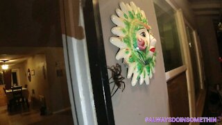 Tarantula at front door