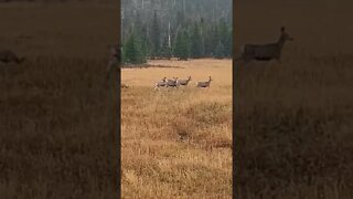 Wyoming Mule Deer!