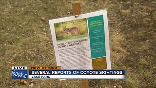 Residents concerned about Lake Park coyote sightings