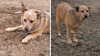 Farm dog gently picks up rocks and moves them around the yard
