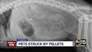 Pets struck by pellet guns in their own backyard