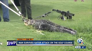 Man survives gator attack on the golf course