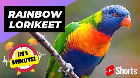 Rainbow Lorikeet - In 1 Minute 🦜 One Of The Most Beautiful Parrots In The World