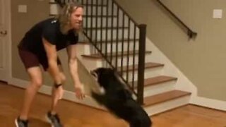 Ce chien est le partenaire de danse idéal