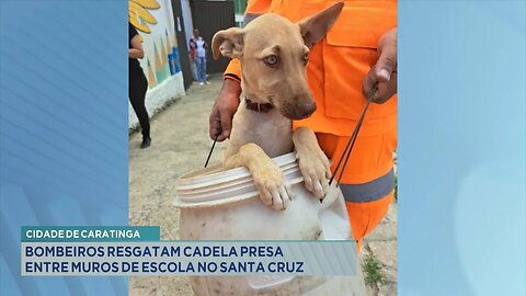 Cidade de Caratinga: Bombeiros Resgatam Cadela Presa entre Muros de Escola no Santa Cruz.