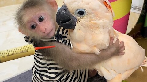 A Little Cute Monkey Help A Parrot Finding Nutrition