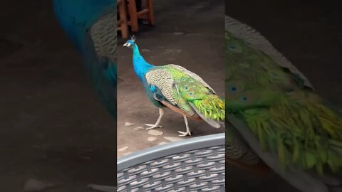 Beautiful peacock in Mexico #shorts