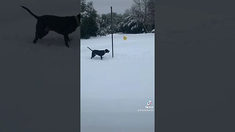 Dog plays tetherball!