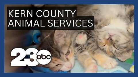 Kern County Animal Services has big plans for its new budget