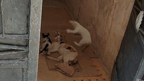 playing kitties