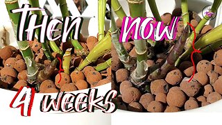 Calcium Nitrate follow up | What came after Calcium nitrate? New Growth UPDATE? #ninjaorchids